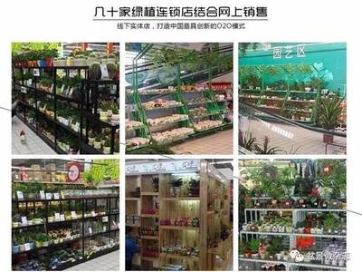 盆景不只是玩物 从指尖绿意到创业蓝海的华丽转身