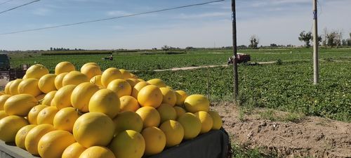 从滞销困境到网络爆单 民勤农产品如何借助电商实现448%的惊人增长